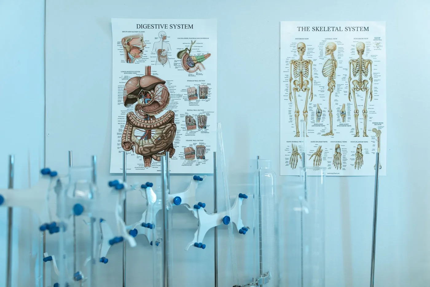 Anatomický model lidského těla